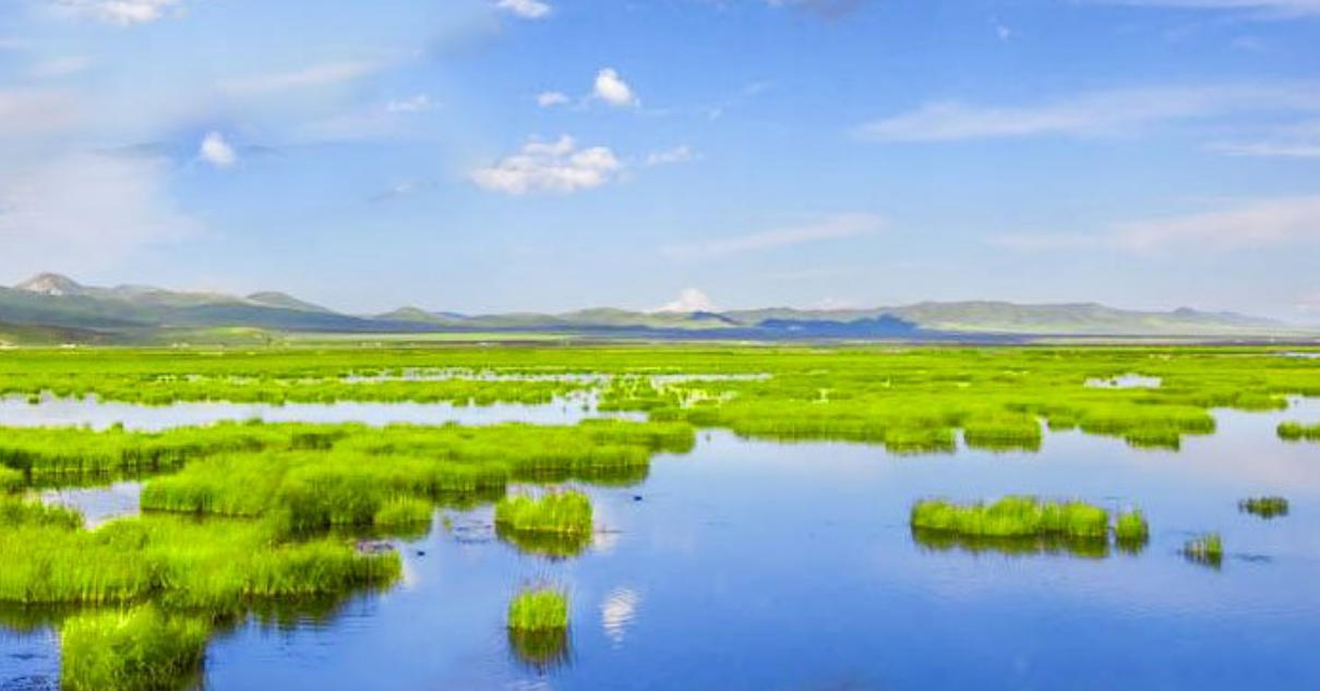 苦不堪言代表最佳什么生肖,释义词语独家解释