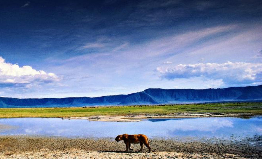 室迩人远是打猜一最佳精准哪个生肖,解释成语落实释义