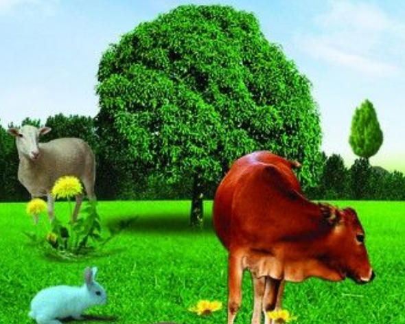 本期特马二四开，有鸡有猪正合身是打猜一最佳精准哪个生肖词,解释成语落实释义