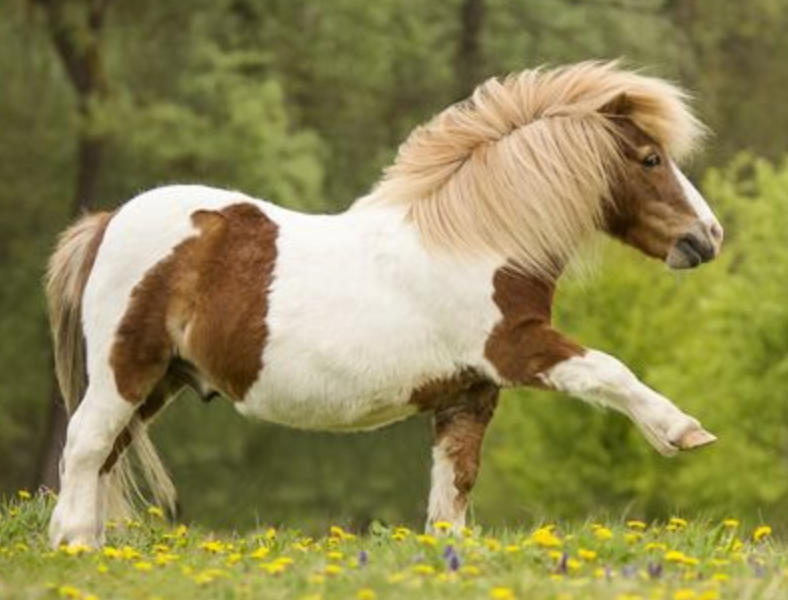 阳光普照花儿是什么生肖,完全解释回答整合