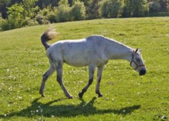 迂回曲折，故弄玄虚。闲闲云水任东西表示最佳准确生肖，释义作答词语赏析解释