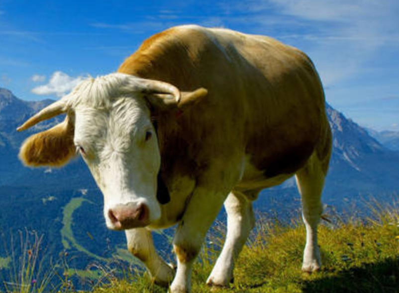 先锋保国卫家园，五七扬帆二四出指打猜一最佳精准哪个生肖,解释成语落实释义