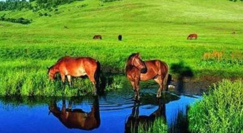 支点增强力，遍体弹簧似是打猜一最佳精准正确生肖,落实成语作答释义