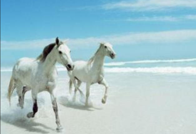 今期牛鼠兔出特，金鳌顶上别无山形容是什么生肖，精选诗词释义解答