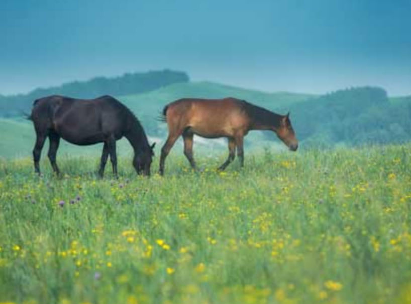 百卉含英指一个最佳准确生肖精选释义谜团解释