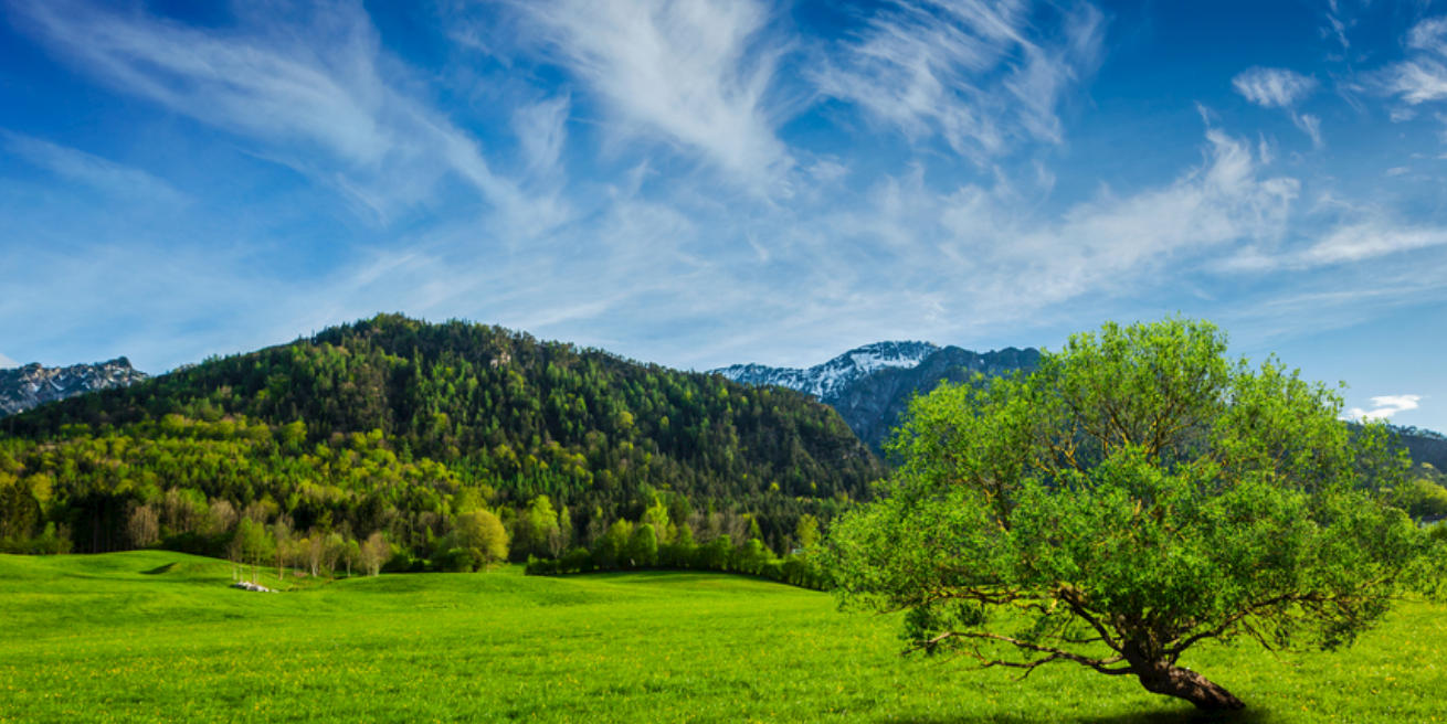 殊深轸念代表是指什么生肖,释义最佳详析解释!