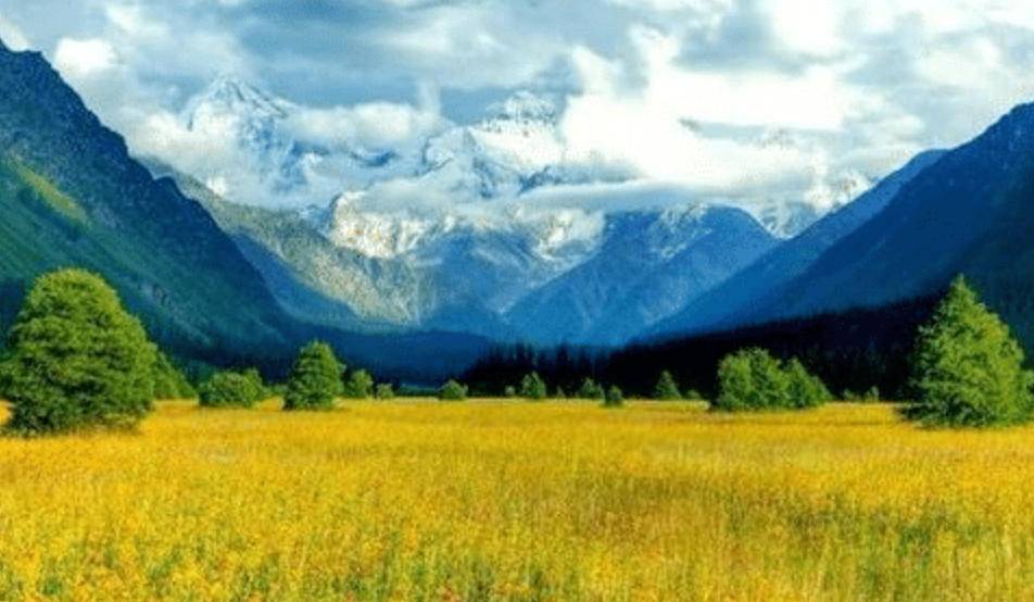 今期狗羊蛇出特，芰荷经雨半凋疏指打代表最佳生肖,释义成语精选解释