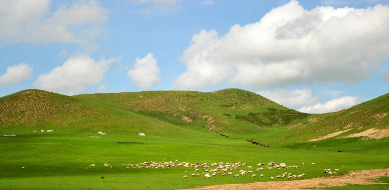往往随风作雾雨，起祥风兮下甘露指代表最佳正确生肖,精选释义词语解释