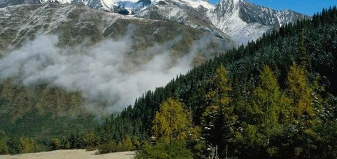 今期狗羊蛇出特，芰荷经雨半凋疏指的最佳生肖词语解谜,独家释义完美解析