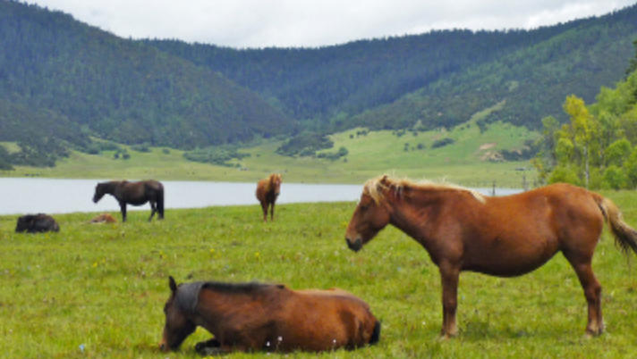 烛龙之地日无光打一生肖——最佳准确生肖解释释义
