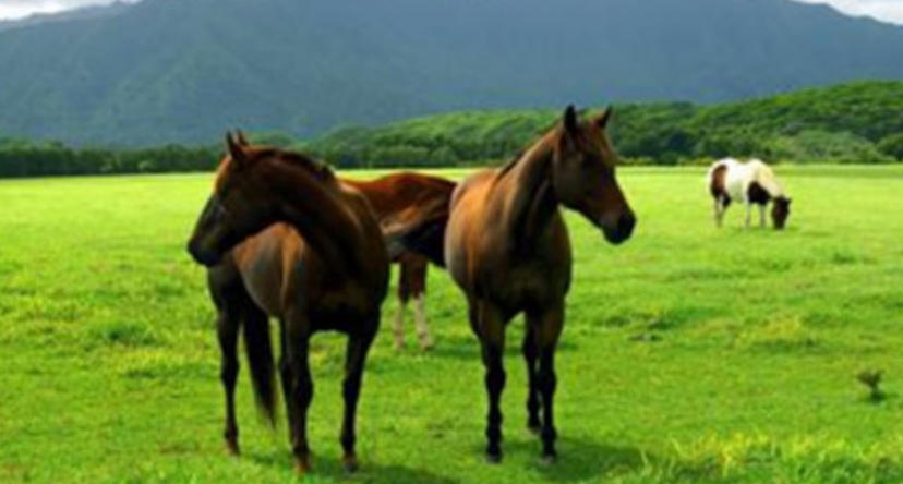 织女在等阿牛哥，明年七夕来作客代表指哪个最佳精准生肖,经典释义词语分析