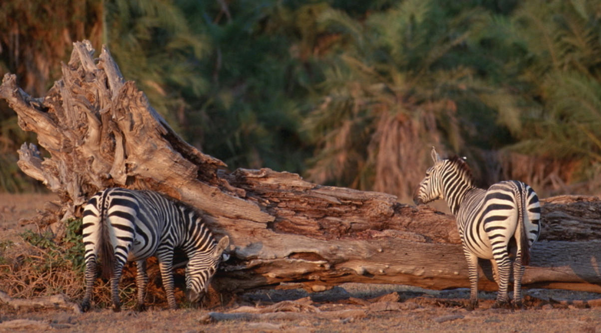 春到人间万物苏，嘉宾临指代表最佳什么生肖,谜团精选释义解释