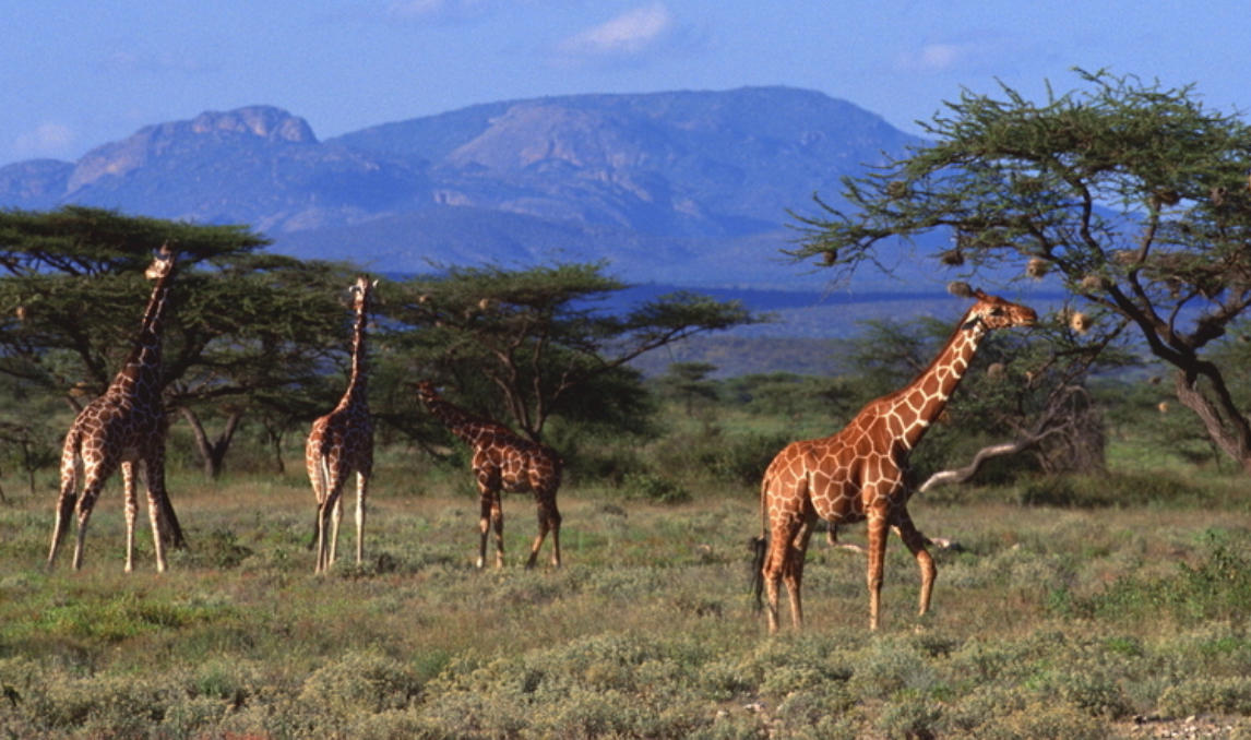 一路卷风迎大年，灵蛇鼠洞一湖天指什么最佳生肖准确落实释义解释答案