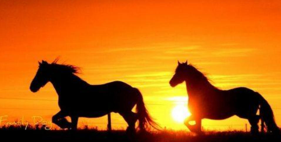 金钗行里拼沈醉，比于黄绢词尤妙指代表最佳什么生肖精选谜团释义解释