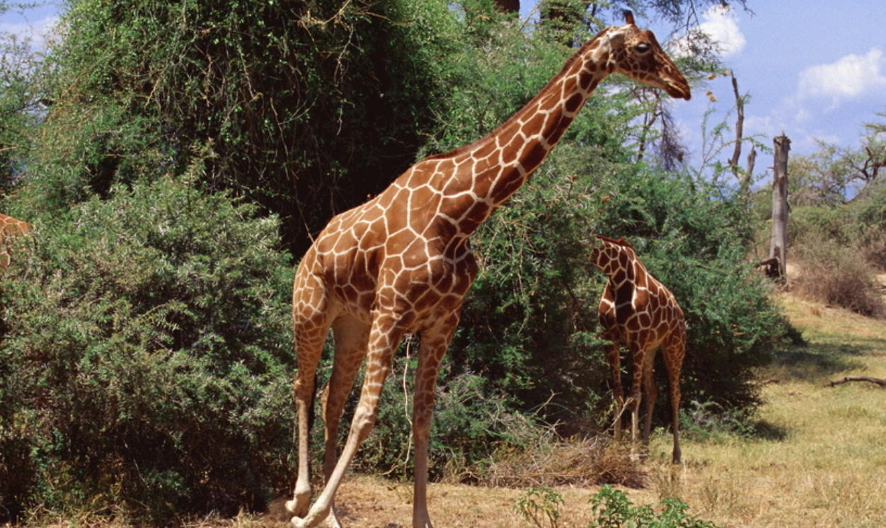 授人以柄是什么生肖|猜打一准确生肖,核心词汇释义剖析与阐释重点词语解析