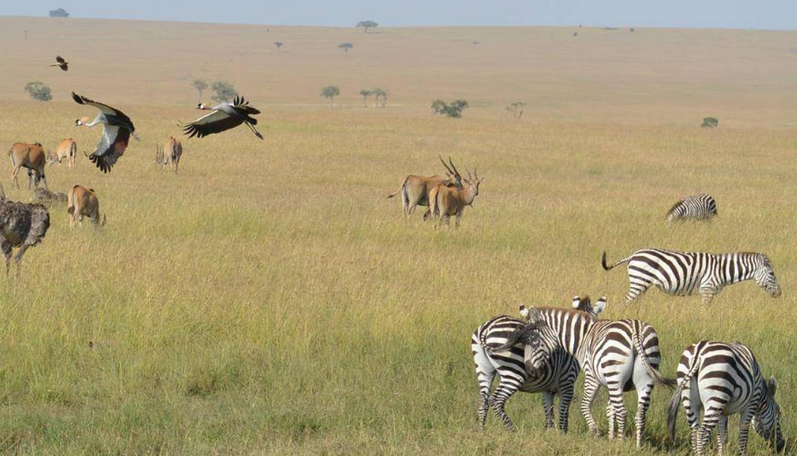 迷茫人生，苦海孤身，随行逐队欲何为；人需伯乐，一展所长，他日自立作楝梁打一准确最佳生肖谜底最佳成语解释释义