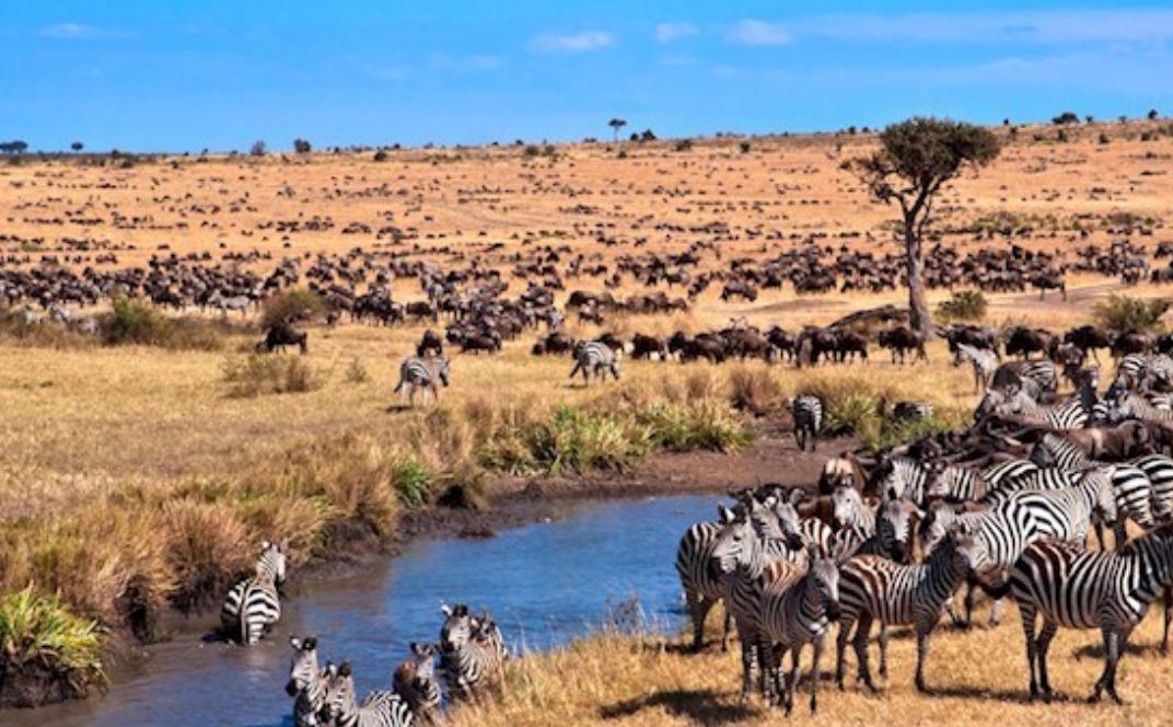 授人以柄是指代表哪一个什么生肖,准确猜打最佳词语解答释义