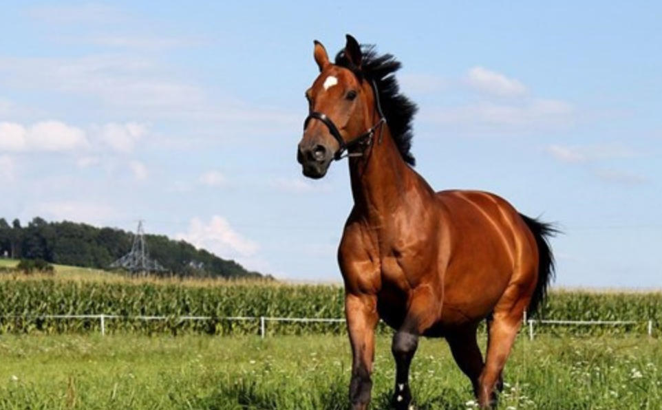 百卉含英猜解打一最佳正确生肖,精选成语释义赏析解释