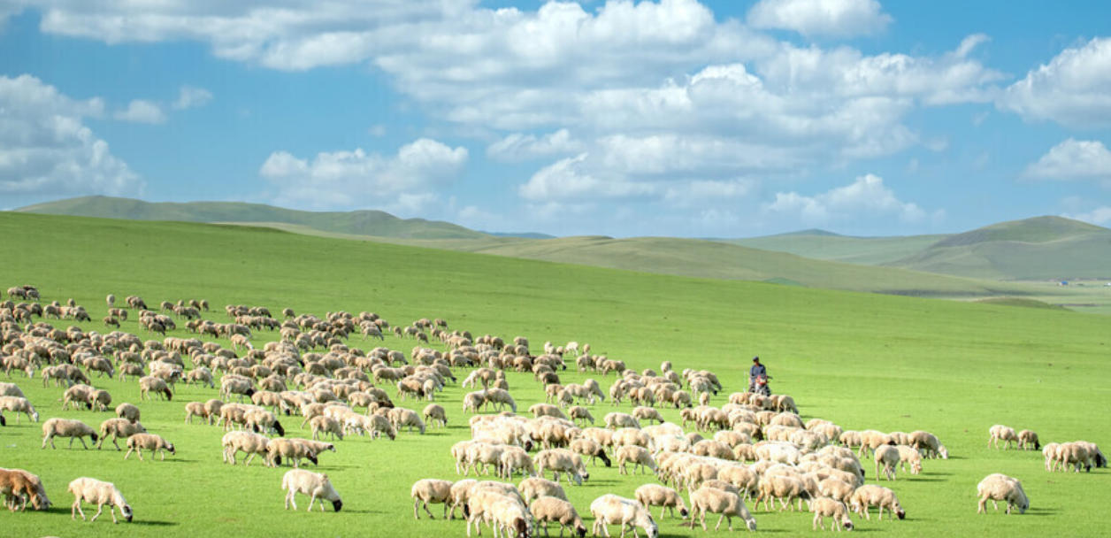 矮梅窗下清如水，桥市通宵酒客行,那禁半霎催归雨，始终如一志精专是打什么最佳精准生肖,释义解释落实成语