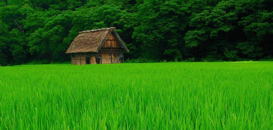 水过鸭背猜打一最佳正确生肖、词语落实释义解释