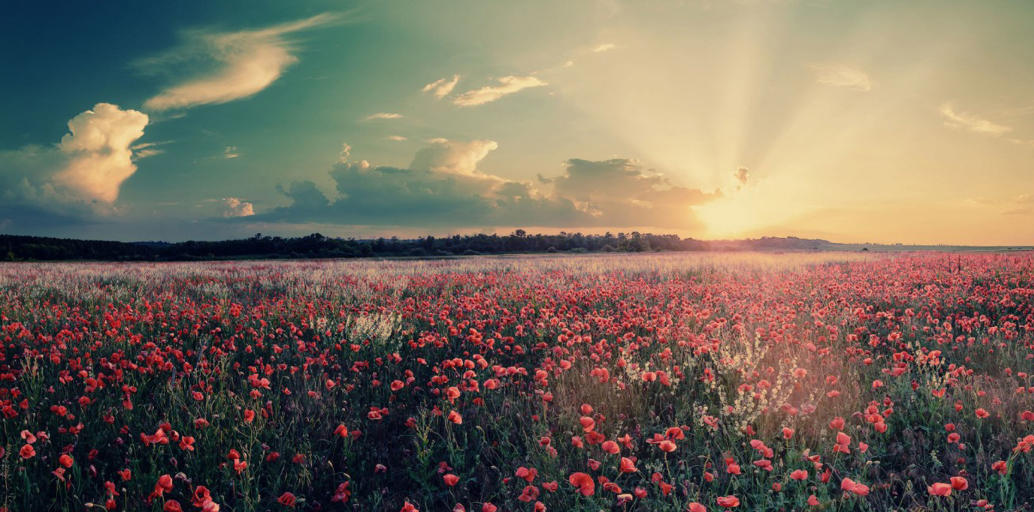 四面千重火云合，储瑞重见吐书麟指打代表最佳准确生肖,精选释义词语解释