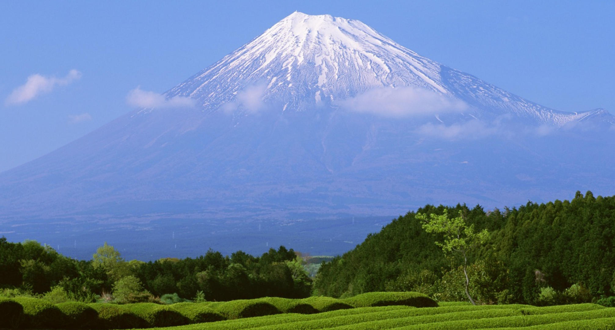 青石出自蓝田山是代表指什么生肖，释义解释词语落实