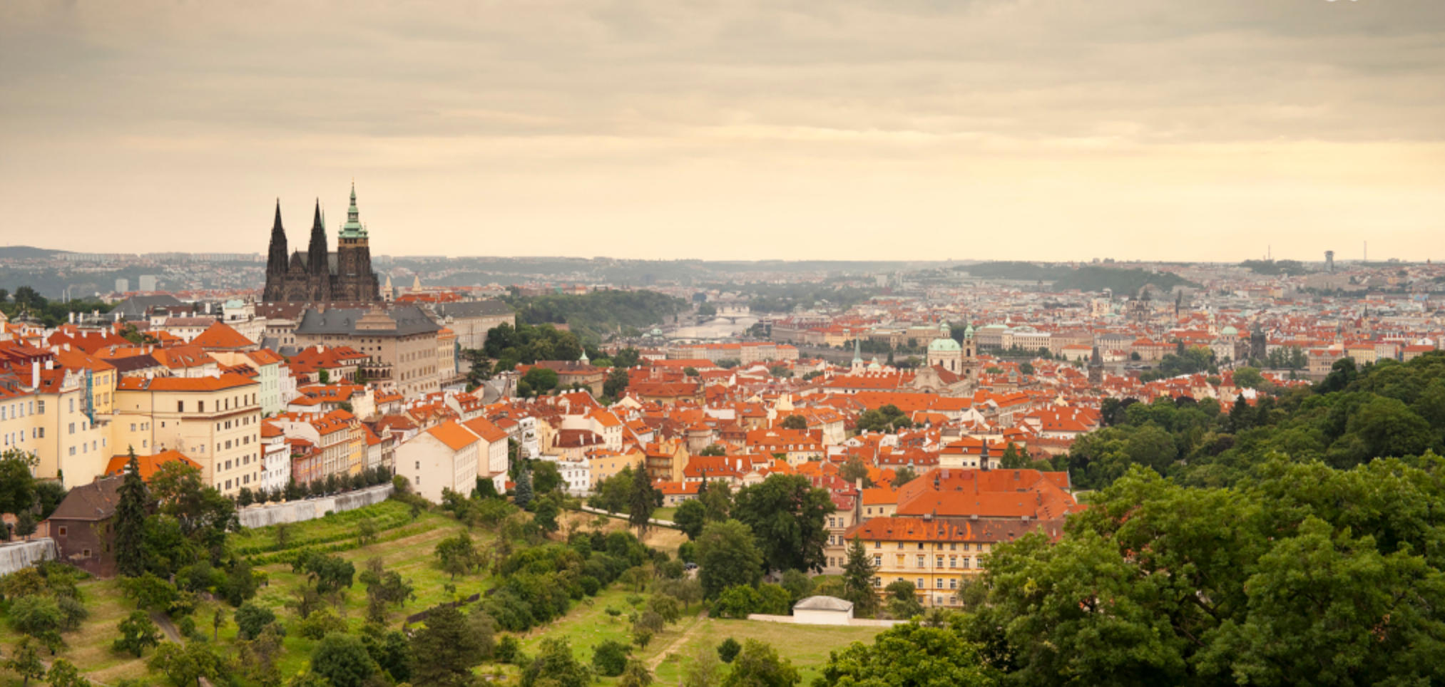 冷水烫猪代表哪个生肖，精选落实解释