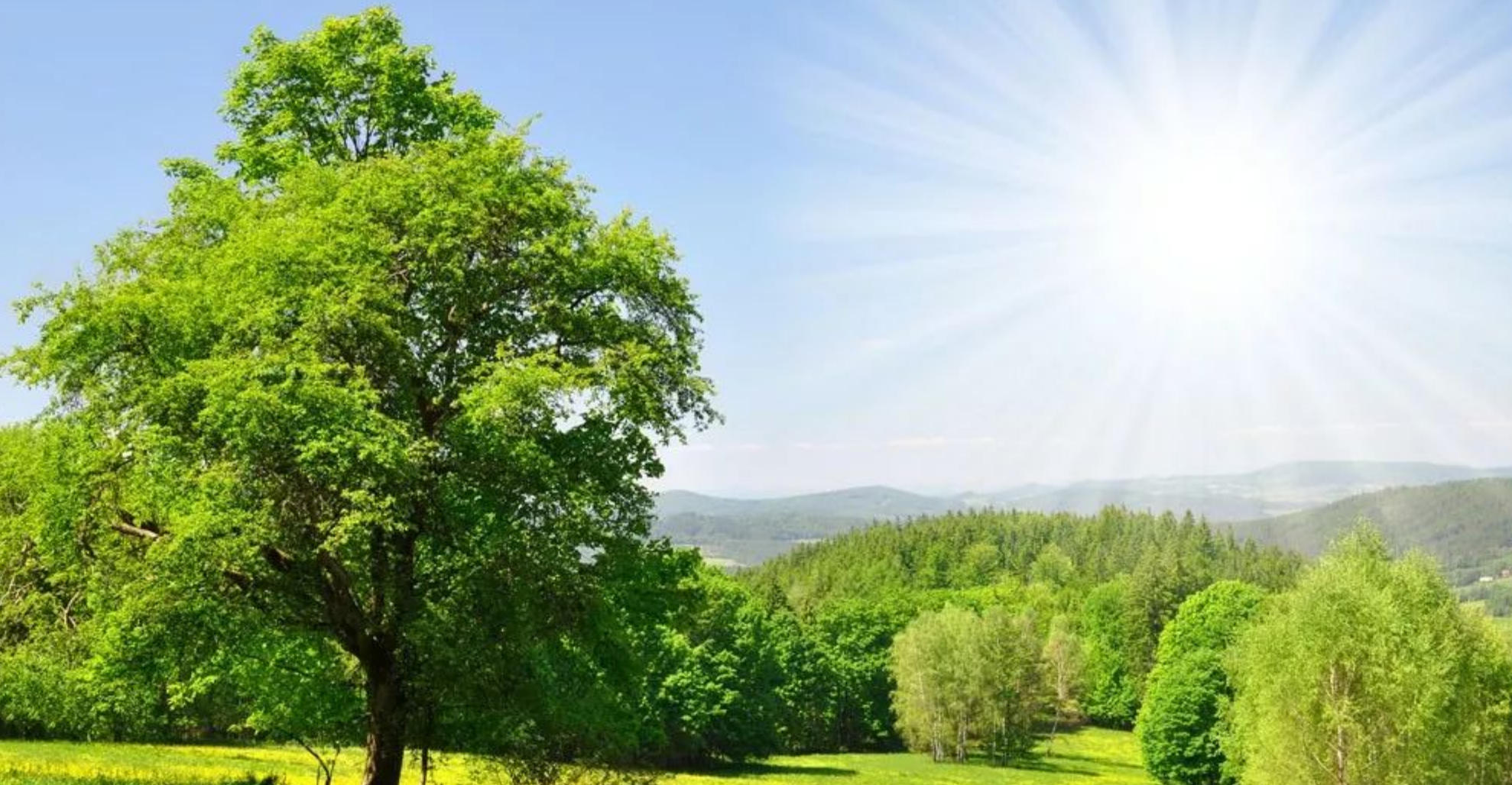 残腊渺茫云外日，才倒一盏免轮回是哪个生肖词语