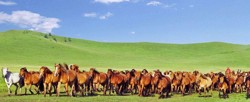 四海欢声今日沸，解读代表指是最佳哪个生肖 优先谜语剖析解释