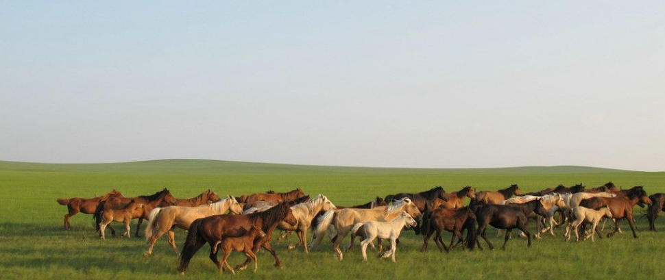 入主出奴指解释代表一个准确生肖 最佳精选释义词语解释