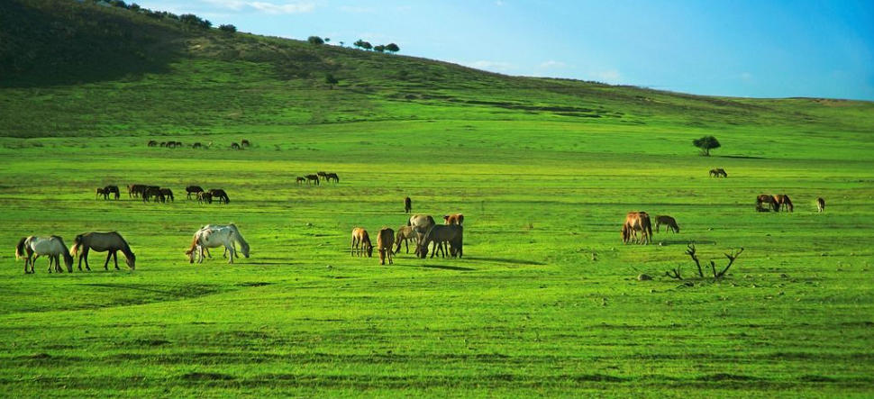骑虎难下福临身（床下牛斗）打一是什么生肖，释义解释词语落实