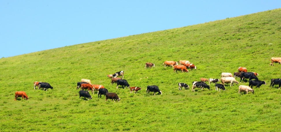 沙觜尽头飞白鹭、栖鹤惊飞翅忧烬打一生肖，准确解答一个生肖，词语释义重点完整解析