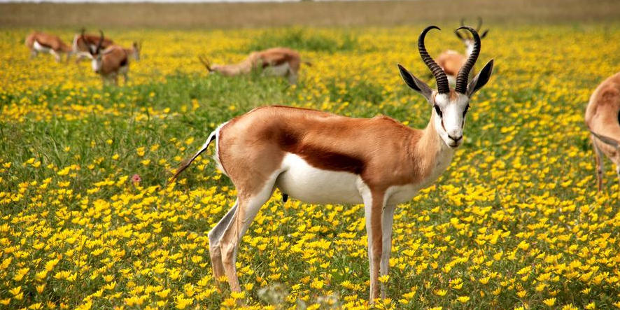 森林漆黑现虎踪，树上猴群见蚤动意指一最佳最忧生肖 独家释义词语解释