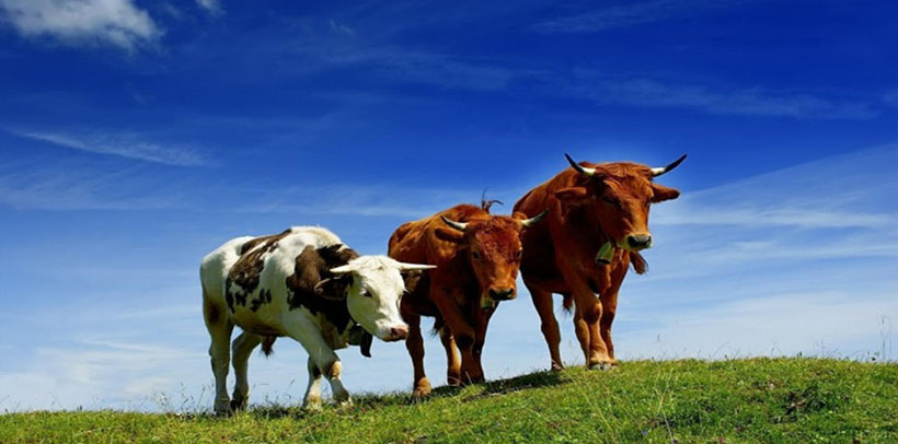 斧头蛇尾，褒衣博带年年寒食可曾晴猜指打一最佳准确生肖,代表是什么生肖词语作答精选释义解释汇总