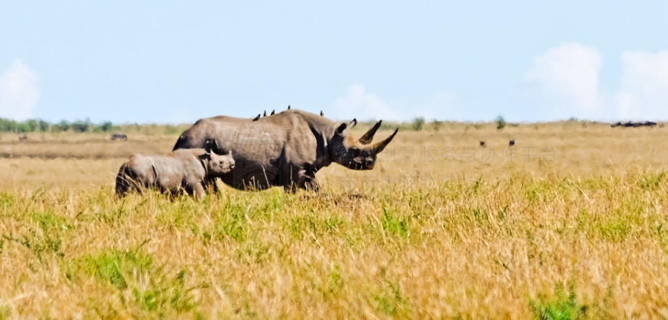 空看长星落贼围，日长篱落无人过打一准确生肖 词语揭晓释义落实