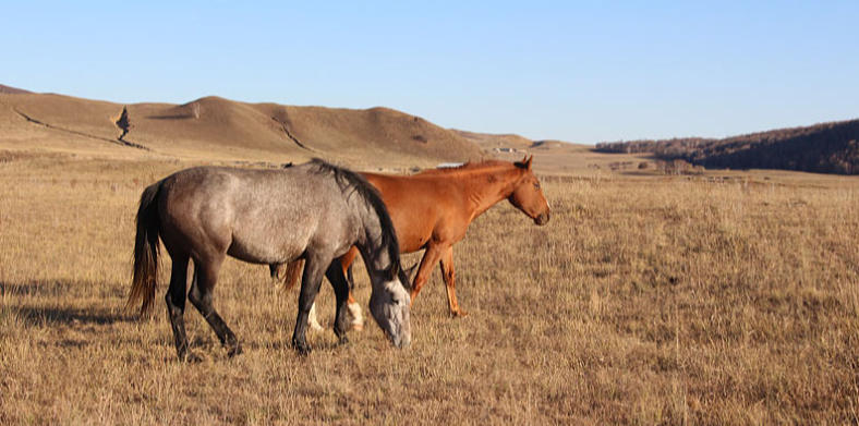 先锋保国卫家园，一本万利四五来指代表什么生肖 重点词语释义深度解读 精准猜测生肖答案