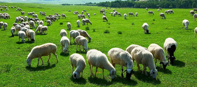 词语解释解析：非好汉唔敢过岭，钻角尖专打二数释义最佳生肖成语解释