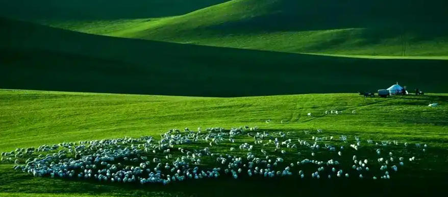 遇一牧童骑牛中，司晨报晓勤不懈代表是指什么生肖 精粹词汇注解与探析，实施成语释义解释