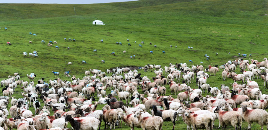 再三再四指打代表最佳什么生肖  词语解释谜底释义解析