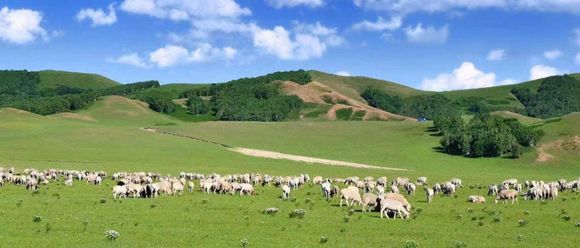 抓著绳圈，鸟伴飞旋。笔底荷花水面浮是什么生肖动物,完全解释回答整合生肖