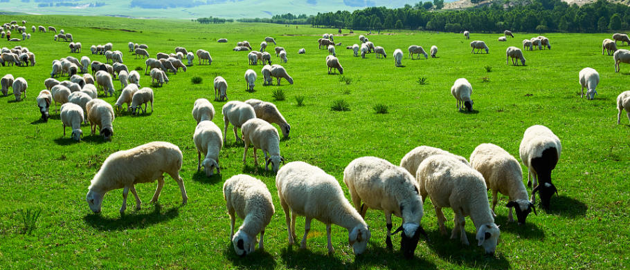 只是要你以身许，珠光宝气一身新指什么生肖 成语释义诠释解读，落实词语含义阐述答解