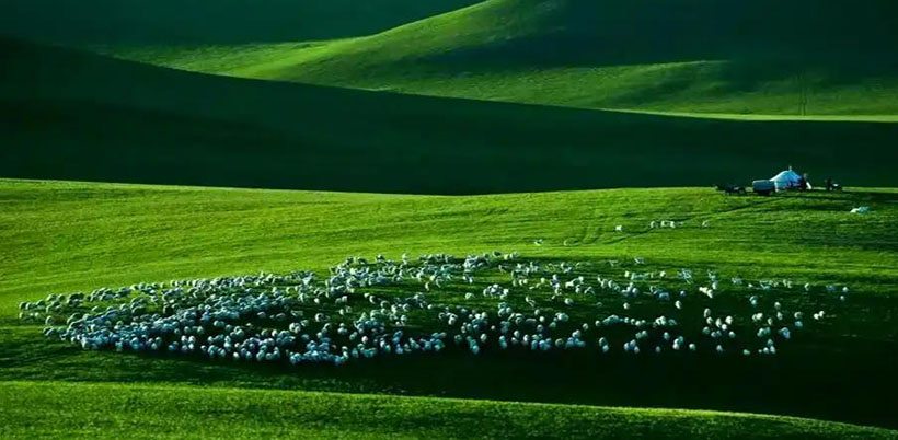 懒三天打鱼，晒两天网是什么生肖，打指一个最佳准确生肖精选释义谜团解释