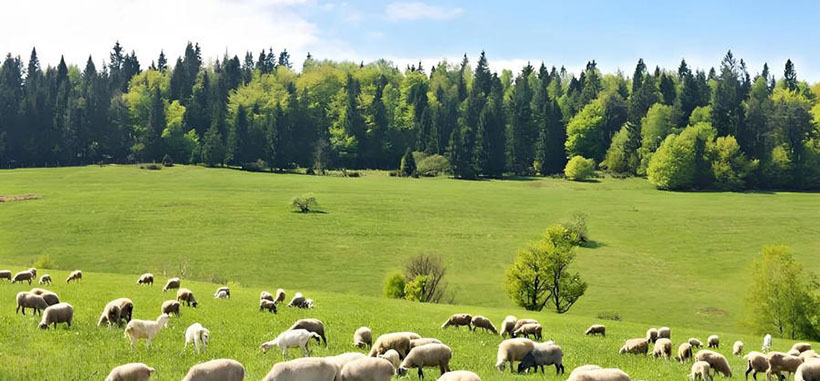 冰炭不投指代表什么生肖；解释作答落实解答