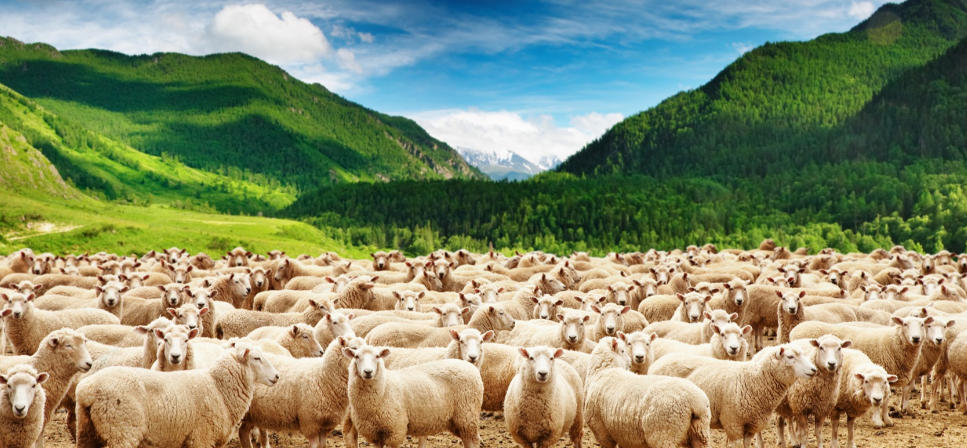 临深履薄打一最佳生肖代表什么 经典成语释义答案揭晓