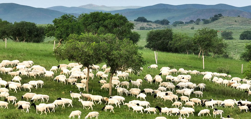 词语作答解释:谋天下胜者为强，牛马鸡猪来相助，六兽到来乐万家，有三有四有特马猜打指一最佳生肖成语解谜,精选释义谜团解释