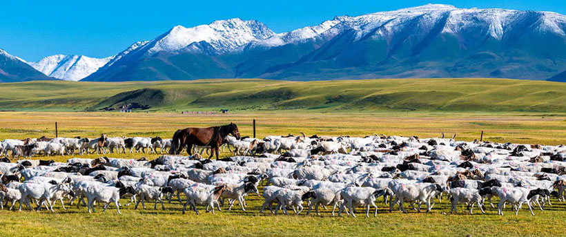 三五混融阴返阳猜一准确生肖 猜解一最佳成语释义解释