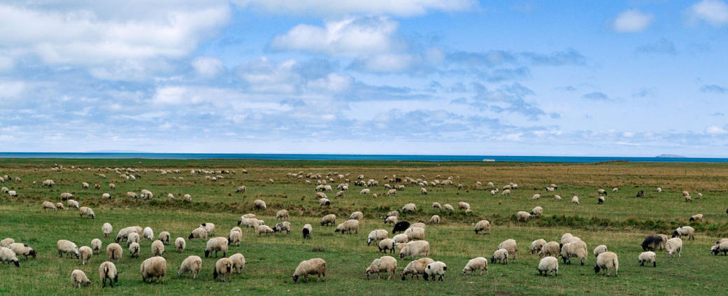 今期生肖鼠有望，二一荣光选三四，二七飘摇翘十一，二四独自暗四八打一最佳生肖 最佳谜底落实解释