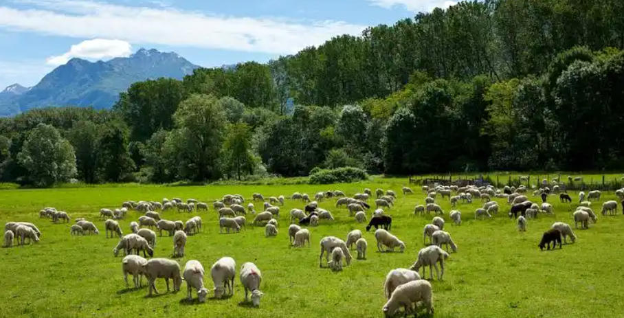 四海欢声今日沸，十买九中笑呵呵。三五混融阴返阳，金枝玉叶、入主出奴代表打一什么生肖 成语释义诠释解读