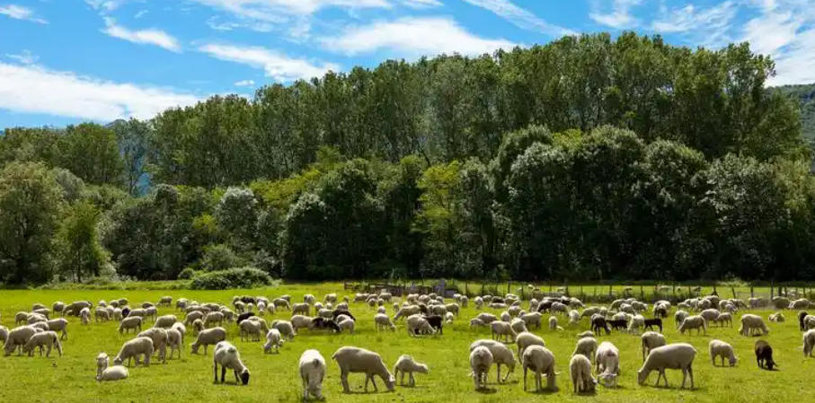 再三再四是指代表打哪个准确最佳生肖 精选释义落实解释