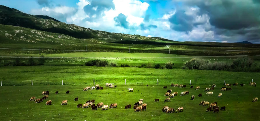 金枝玉叶，纸醉金迷。三五混融阴返阳。褒衣博带，入主出奴。命黑螭侦焚其元是形容打一什么生肖 成语释义诠释解读